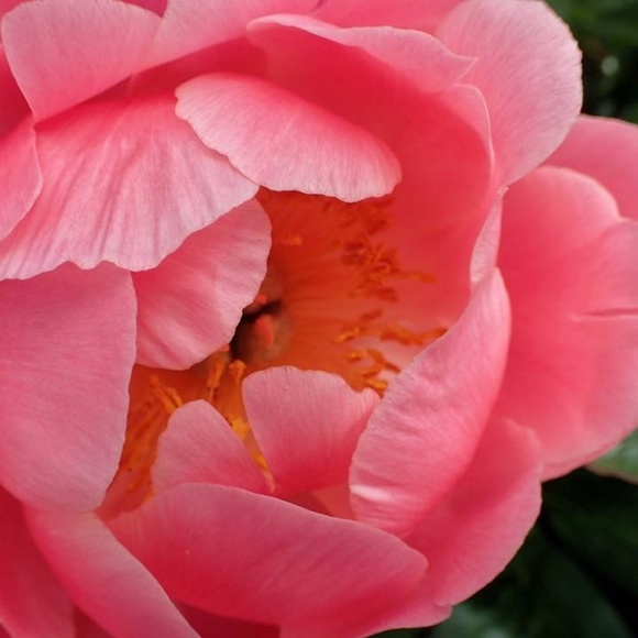 Meet your Posher, Susan - Picture 4 of 15